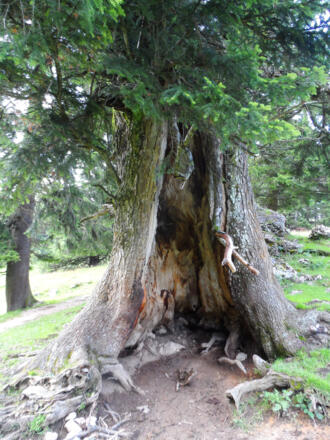 Hohler Baum