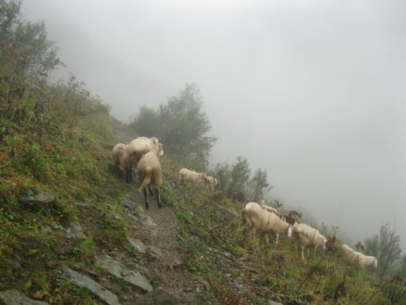 Weggefährten im Bereich des Obertilliacher Tales