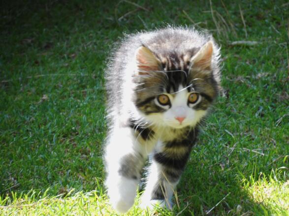Kätzchen auf der Hefter-Alm