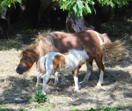 Ponys auf der Hefter-Alm