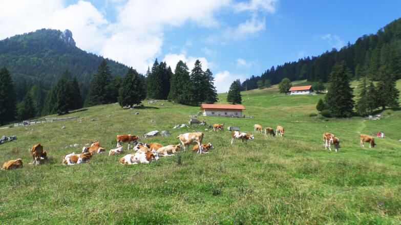 Die Naderbauern-Alm von der Staffnalm aus gesehen