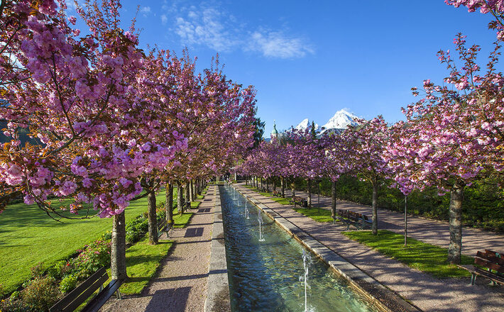 Kirschblüte im Kurgarten Berchtesgaden vor dem schneebedeckten Watzmann