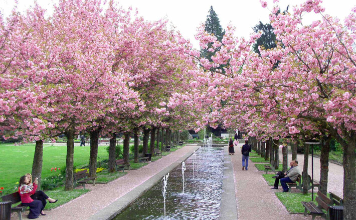 Kirschblüte im Kurgarten Berchtesgaden
