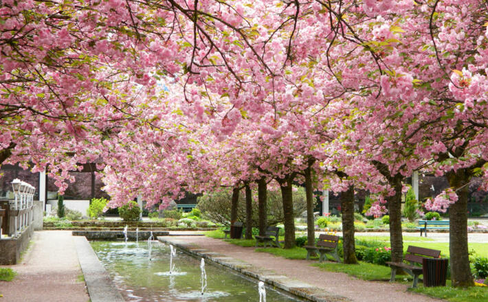 Kirschblüte im Kurgarten Berchtesgaden