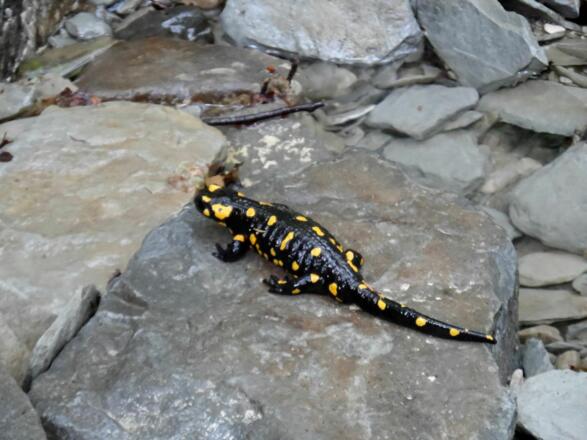 Feuersalamander