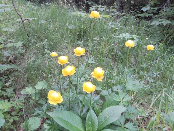 Trollblumen am Wegrand