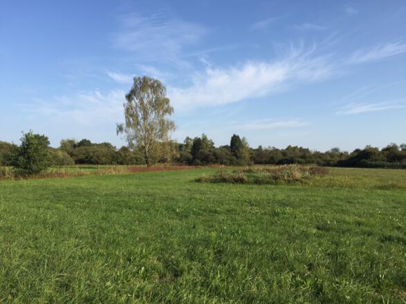 Weichser Moos bei Ebersbach