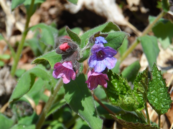 &quot;Hänsel und Gretel&quot; am Weg zur Burgruine Gutrat