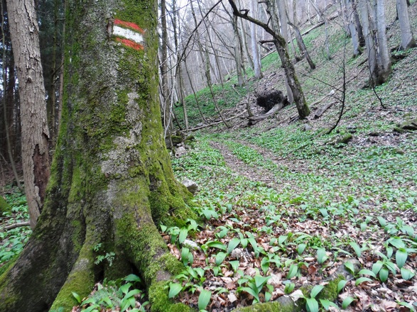 Wegmarkierung Ruine Gutrat