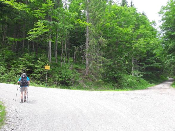Forstweg nach der Nattersbergalm