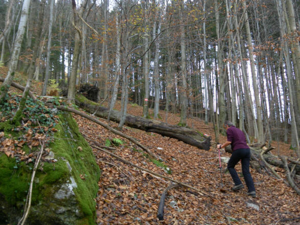 steiler nordseitiger Waldpfad