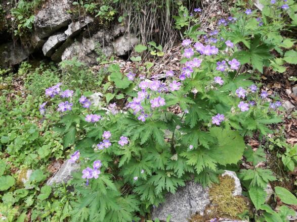 Großer Frauenspiegel am Wegrand