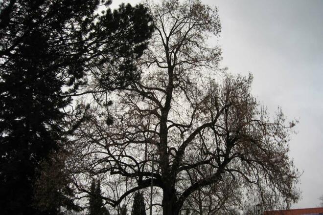 Im Schatten eines Baumes Attel