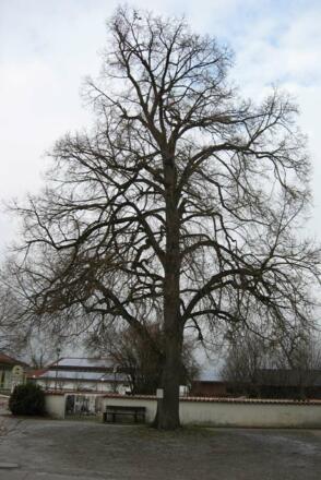 Franzosenlinde von Albaching