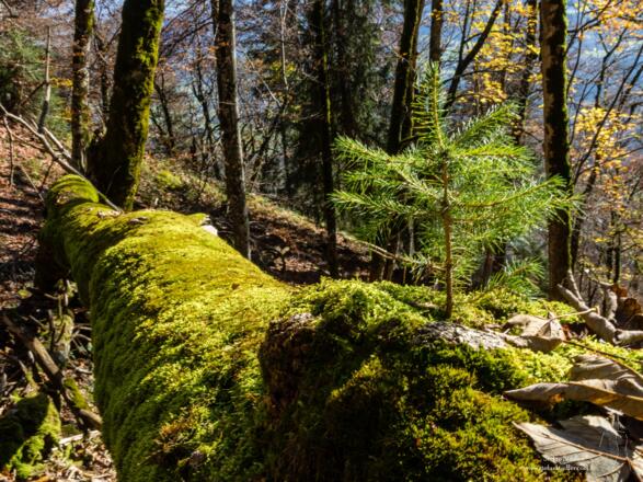 Alt und jung - sterben und neues Leben.