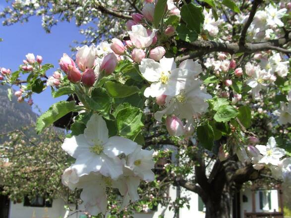 Apfelblüte im Garten
