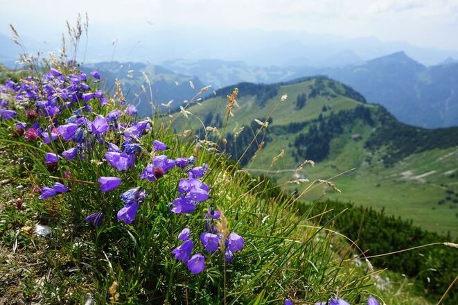 Blumen am Geiglestein