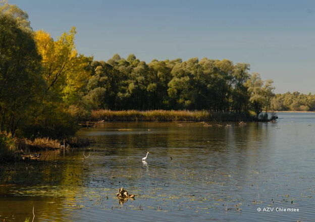 Die Uferzonen des Achendeltas: Wichtiger Rückzugsort für die Vogelwelt am Chiemsee.
