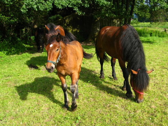 Pferde auf der Weide
