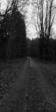 Waldeingang Forstenrieder Park vom Forsthaus Oberdill