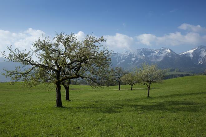 Fleckerl mit Weitsicht