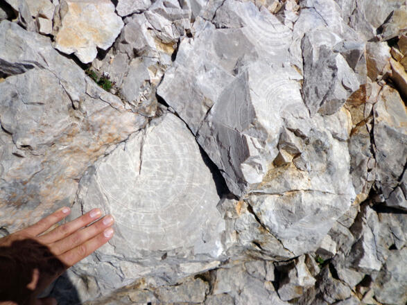 Wettersteinkalk mit kreisrunden Strukturen