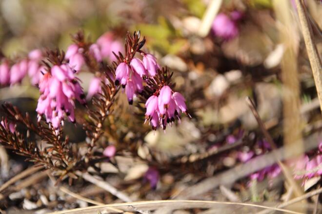 Die Schneeheide begleitet uns am gesamten Wegesrand