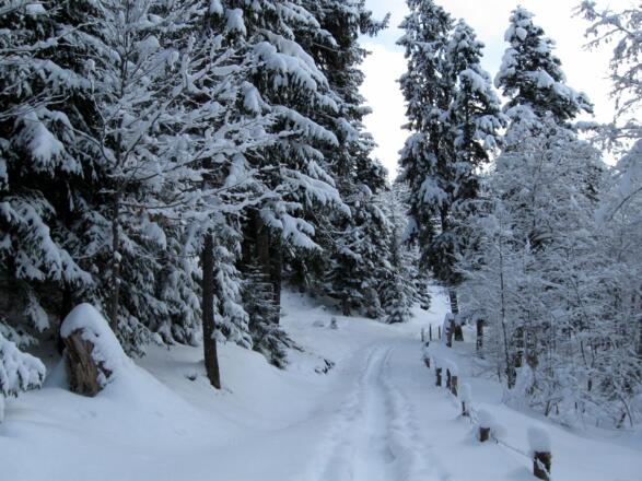 Winterlandschaft pur