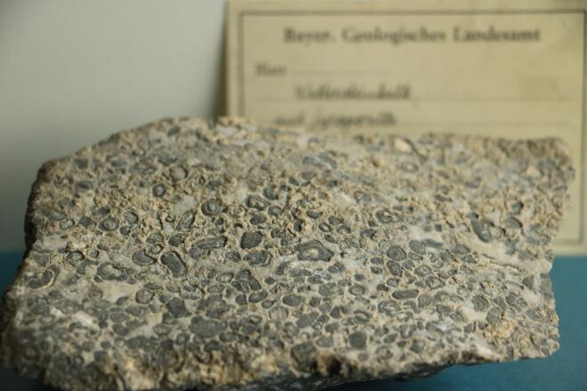 Eine versteinerte Grünalge Gyroporella im &#039;Wettersteinkalk aus der Gesteinssammlung des Landesamts für Umwelt