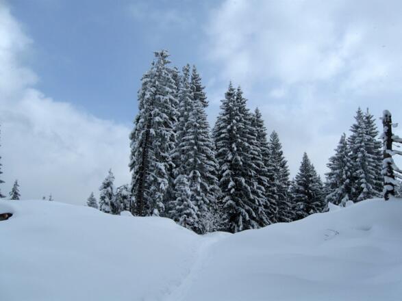 Wunderschöne alte Baumriesen
