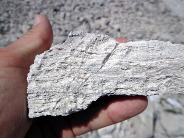 Wettersteinkalk aufgebaut aus Blaualgen (Cyanobakterien). Sie bauten im Gegensatz zur Grünalge Gyroporella keine Korallenstock-ähnlichen Gebilde, sondern flache Matten (Laminite)