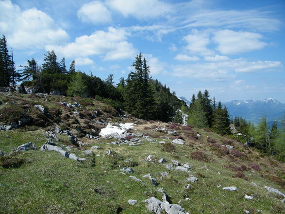 auf dem Weg von der Kohleralm zur Zwieselalm