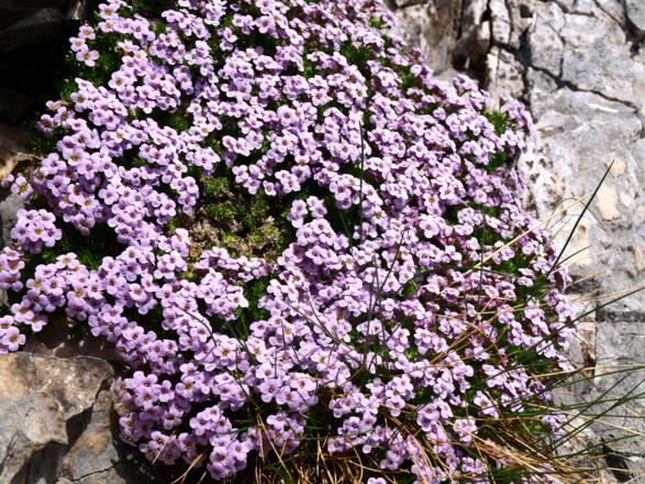 Gletscher-Mannschild