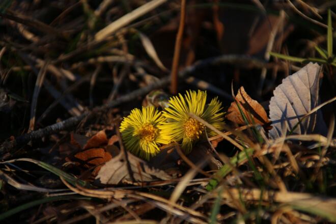 Am Wegesrand zeigt sich im Frühjahr eine Blumenpracht - hier der Huflattich