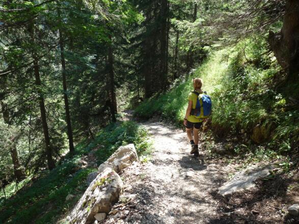 Durch den schattenspendenden Wald erfolgt weitere Abstieg über den neuangelegten Weg.