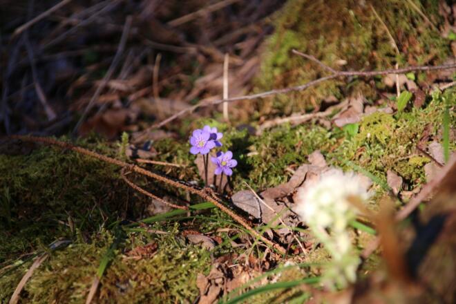 Unzählige Lederblümchen