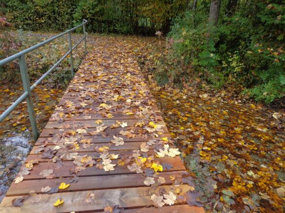 Brücke in der Föhrenheide