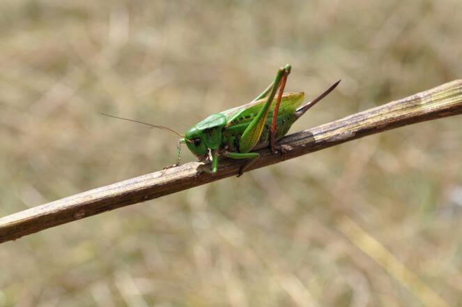 Die Fauna auf den Wiesen am Graseck