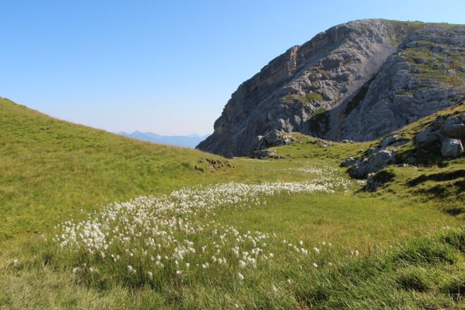 Frauenalpl mit Wollgras