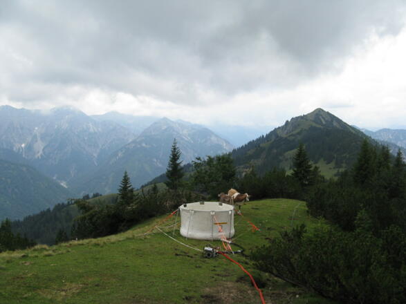 Auf ca. 1750 m, bei einem &quot;Wasserplastiktrog&quot; queren wir auf schmalstem Pfad in die Latschen rein rüber zum Auf-/Abstiegsweg Schellschlicht!