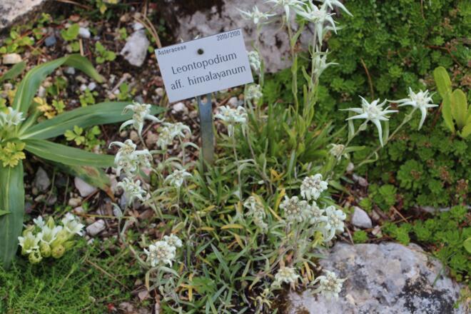 Alpengarten auf dem Schachen
