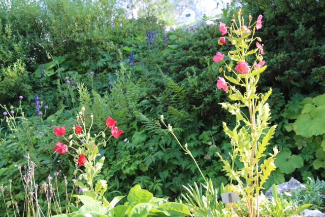 Alpengarten auf dem Schachen