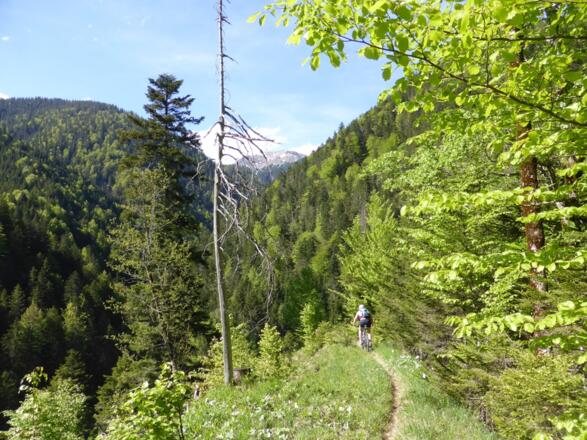 Mountainbiketour - Planseerunde, Singletrail