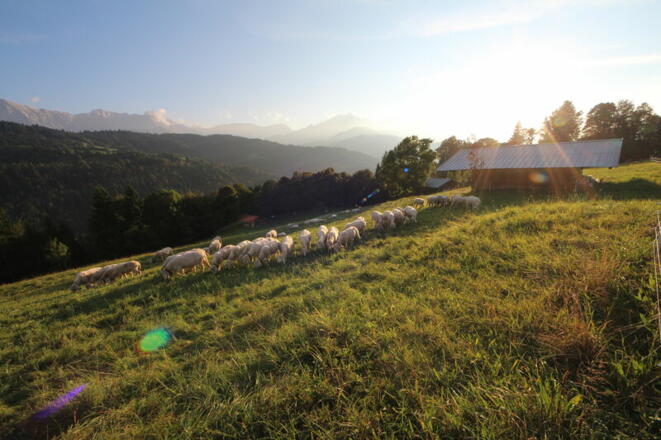 Pfeiffer Alm - Schafherde