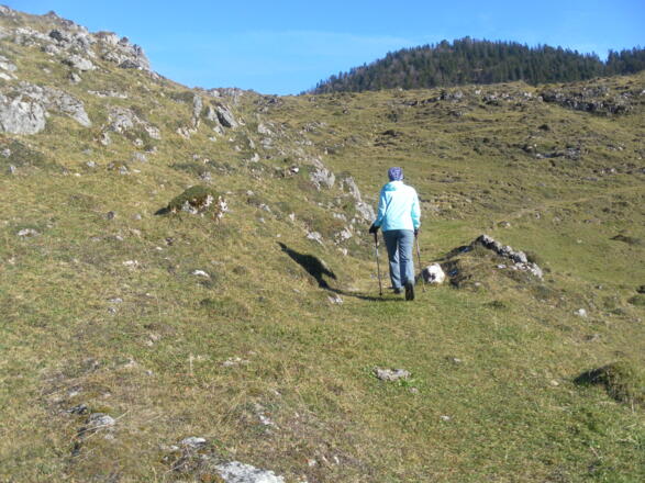 Almböden zur Pasteralm