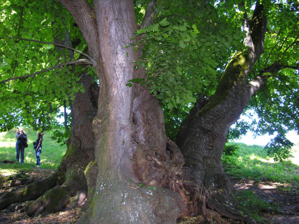 Wessobrunn, Tassilolinde