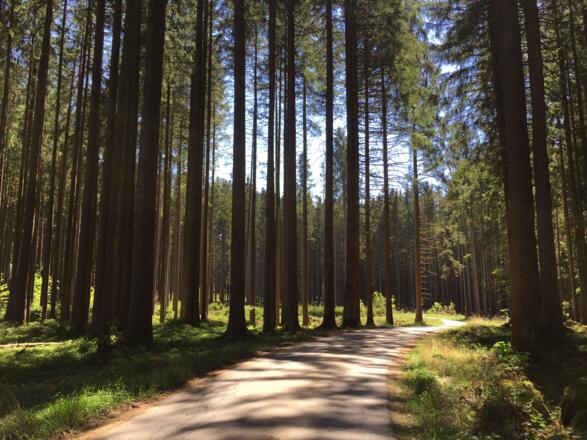 Von Buchendorf Richtung Wangen