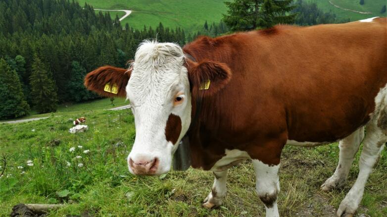 Mehr denn je auf den Almen