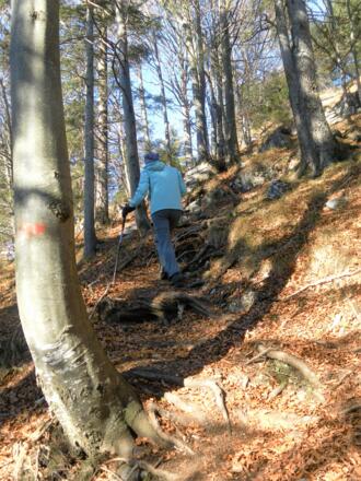 bewaldeter Südrücken zum Pasterkopf