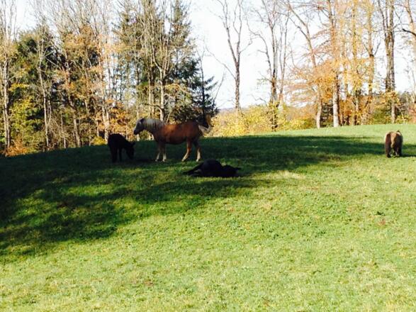 Zwischen Schwaiger Alm und Elbach